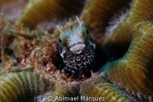 Blenny 2 by Abimael Márquez 